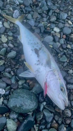 イナダの釣果