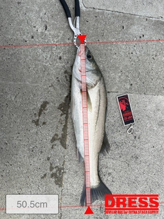 シーバスの釣果