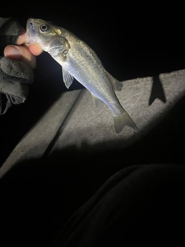 セイゴ（ヒラスズキ）の釣果