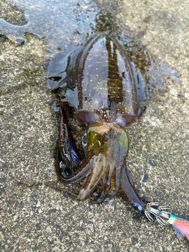 アオリイカの釣果