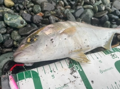 ショゴの釣果