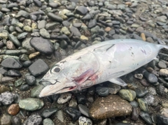 ソウダガツオの釣果