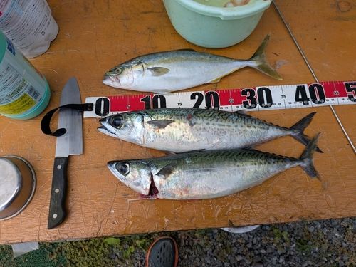 サバの釣果