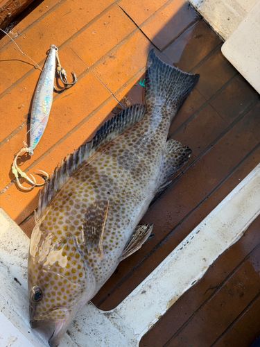 オオモンハタの釣果
