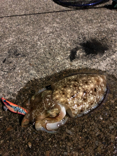 コブシメの釣果