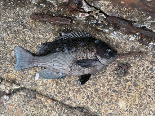 メジナの釣果
