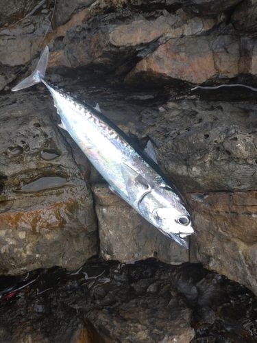 ソウダガツオの釣果