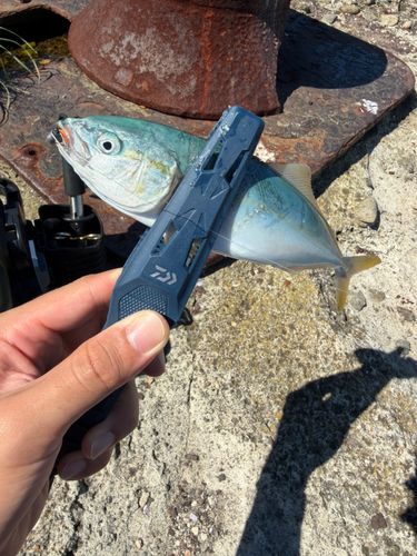 ワカシの釣果