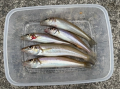 シロギスの釣果