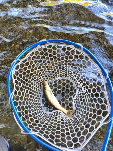ウグイの釣果