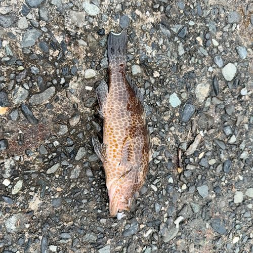オオモンハタの釣果