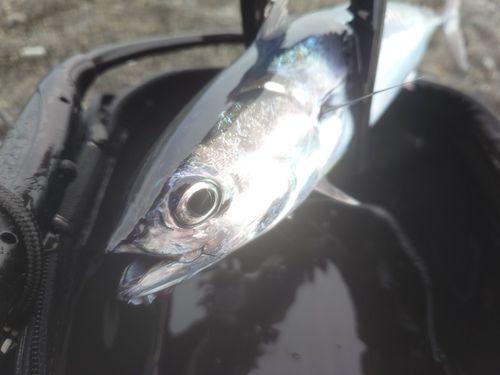 マルソウダの釣果