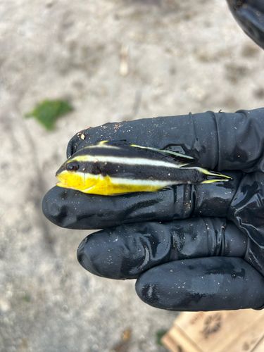 コロダイの釣果