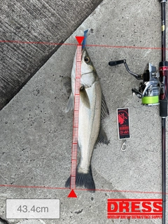 シーバスの釣果