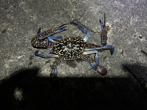 タイワンガザミの釣果
