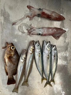 ケンサキイカの釣果