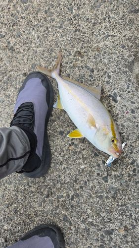 シオの釣果
