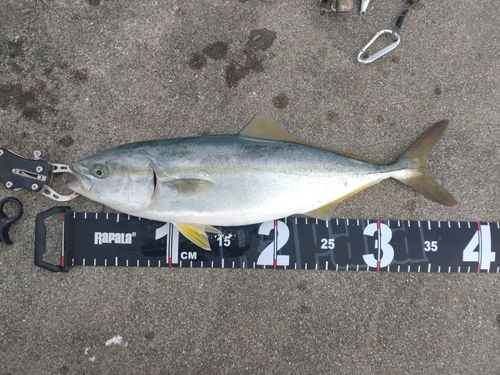 ワカシの釣果