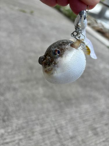 クサフグの釣果