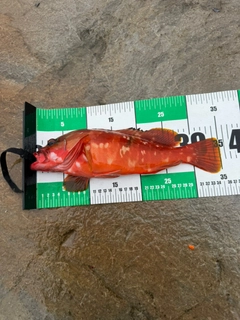 ハンゴーミーバイの釣果