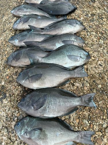 メジナの釣果