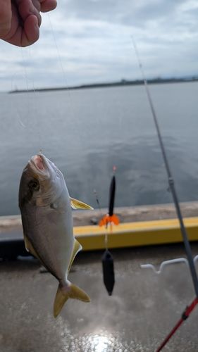 ネリゴの釣果
