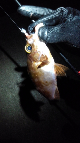 シロメバルの釣果