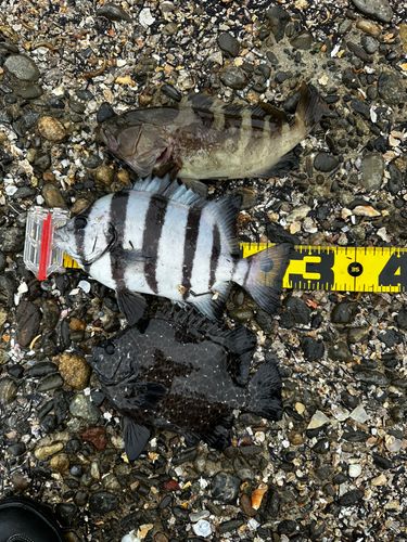 イシダイの釣果