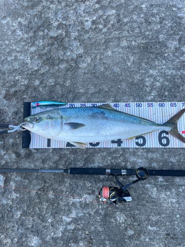 ワラサの釣果