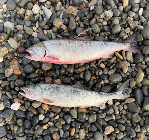 サケの釣果
