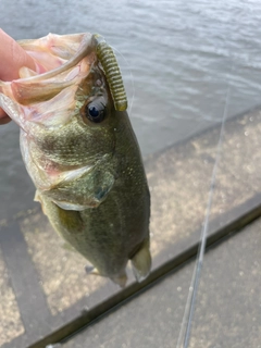 ラージマウスバスの釣果