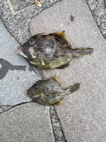 カワハギの釣果