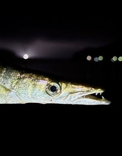 カマスの釣果