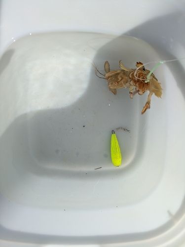 シャコの釣果