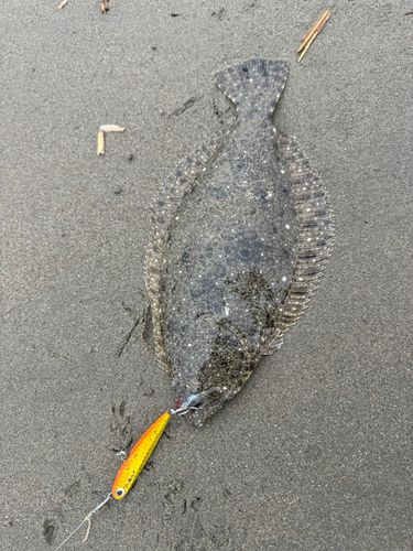 ソゲの釣果
