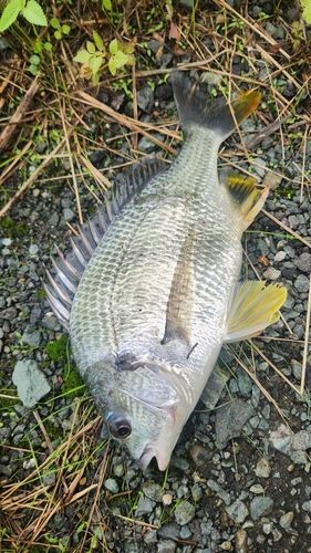 キビレの釣果