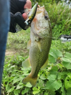 ラージマウスバスの釣果