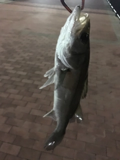 セイゴ（マルスズキ）の釣果