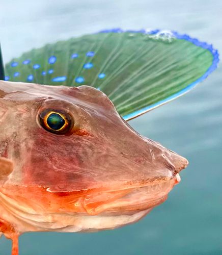 ホウボウの釣果
