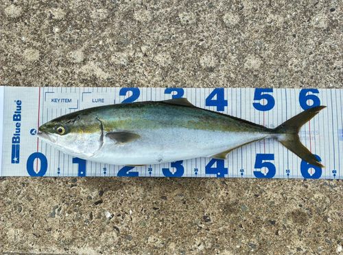 メジロの釣果