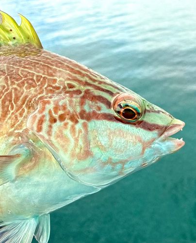ホシササノハベラの釣果