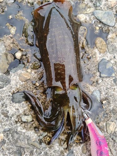 アオリイカの釣果