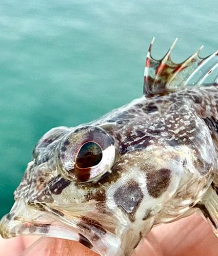 アサヒアナハゼの釣果