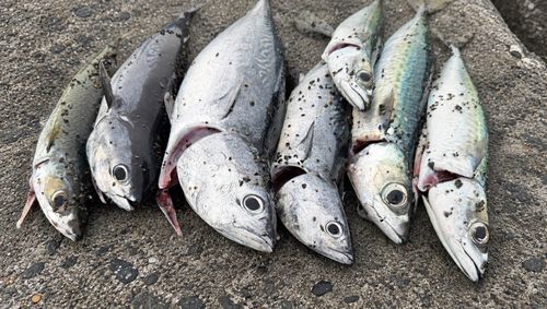 ヒラソウダの釣果