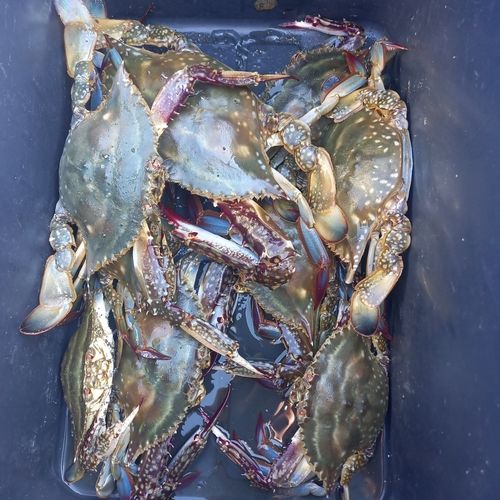 ワタリガニの釣果