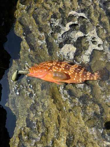 アコウの釣果
