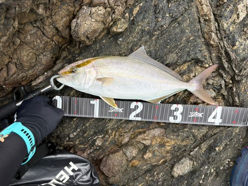 ネリゴの釣果