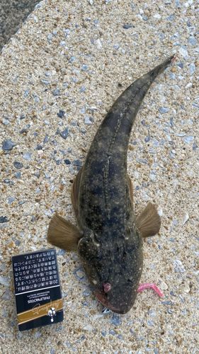 コチの釣果
