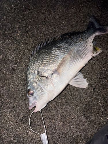 キビレの釣果