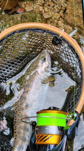 ヤマメの釣果